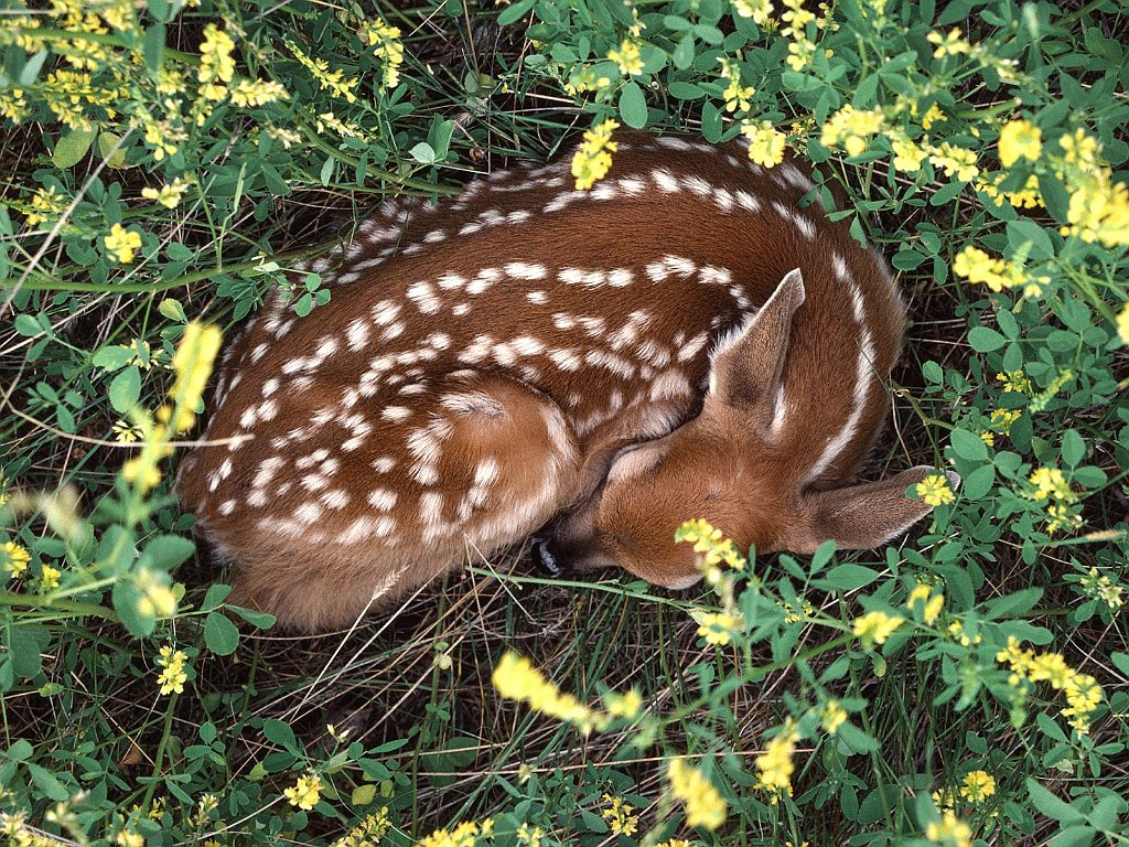 Sleeping Whitetail Fawn